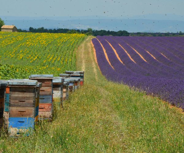 Agricultura de precisión pionera