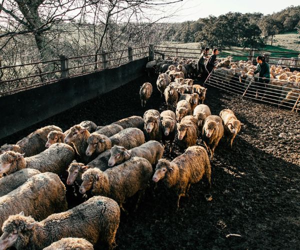Monitoreo más inteligente de campos y ranchos